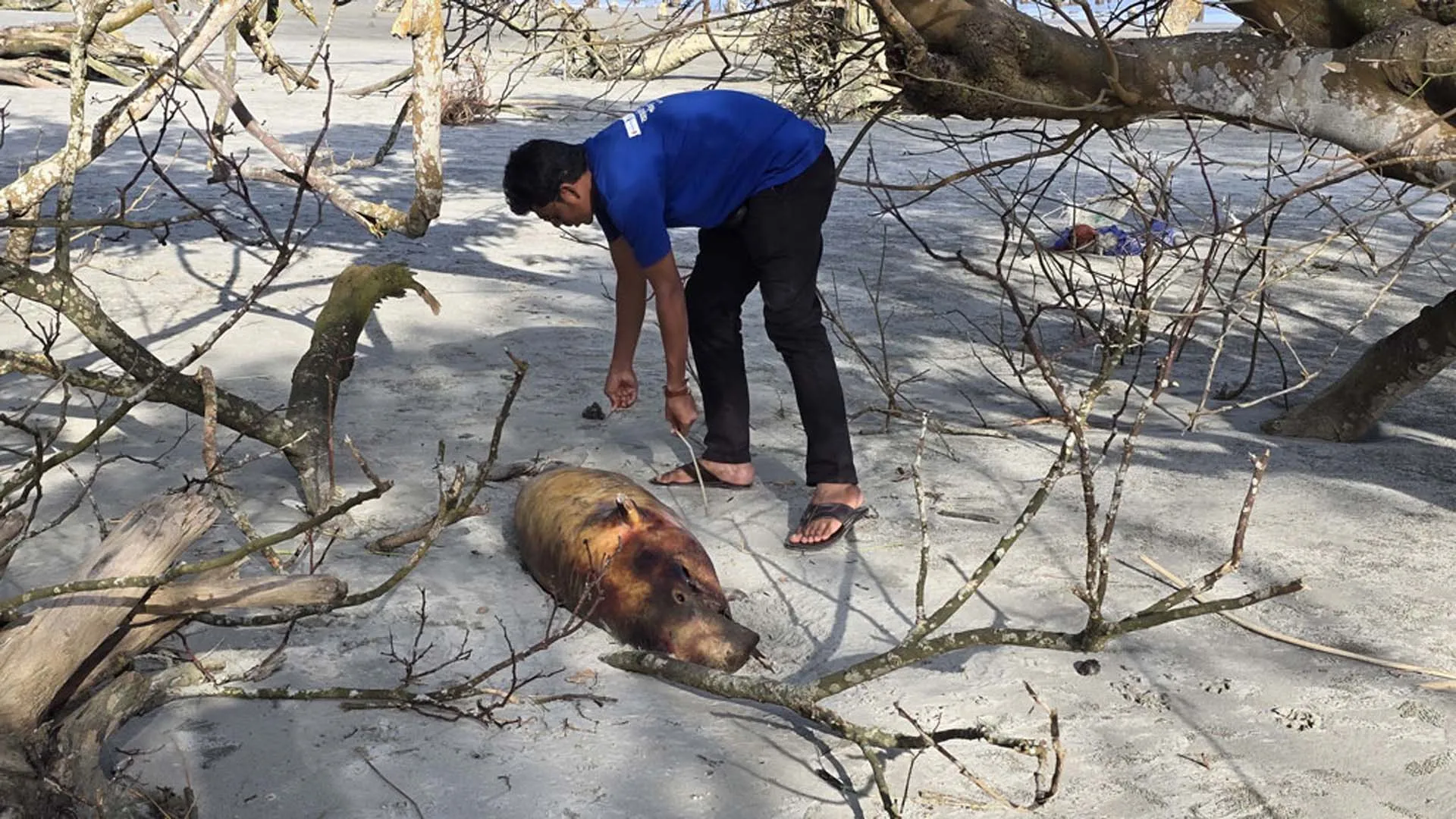 কুয়াকাটা সৈকতে ভেসে এসেছে ১০ ফুট লম্বা ডলফিন 